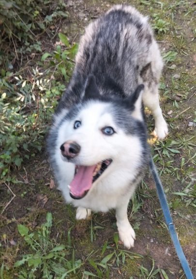 Luffi